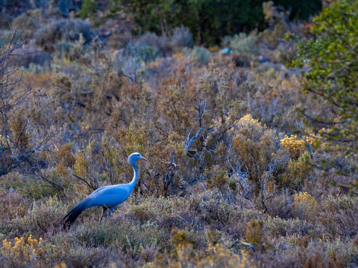 Rooiberg Wild Private Game Reserve Ladismith Extérieur photo