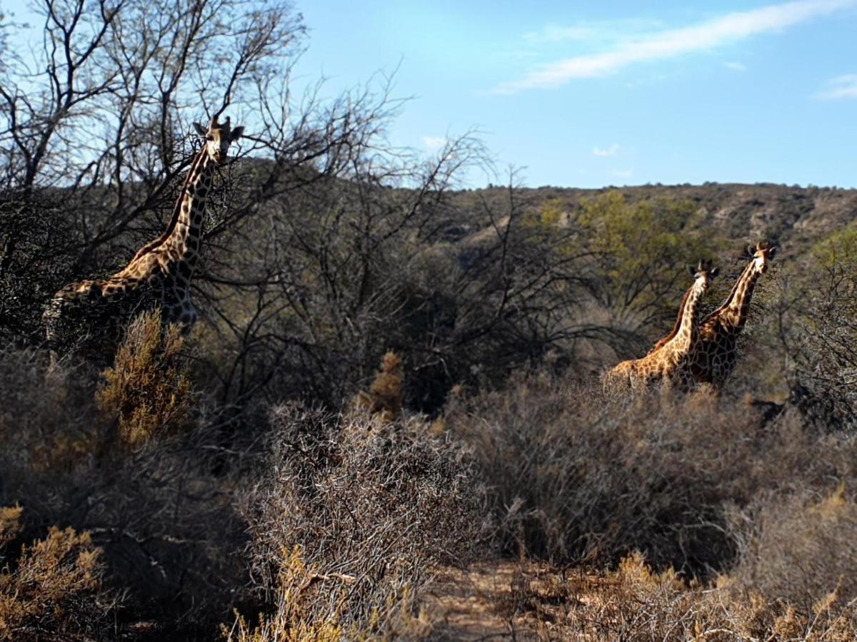 Rooiberg Wild Private Game Reserve Ladismith Extérieur photo