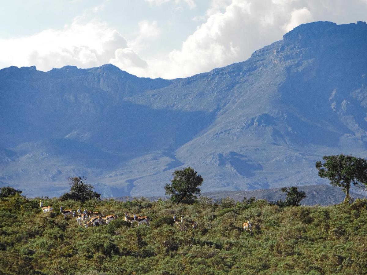 Rooiberg Wild Private Game Reserve Ladismith Extérieur photo