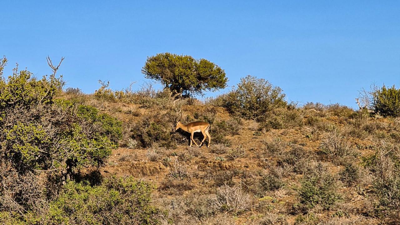 Rooiberg Wild Private Game Reserve Ladismith Extérieur photo