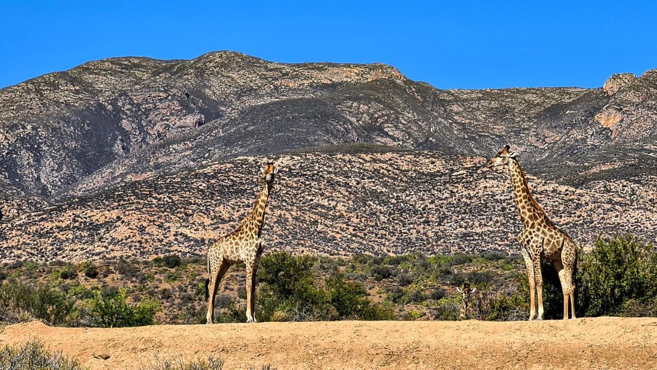 Rooiberg Wild Private Game Reserve Ladismith Extérieur photo
